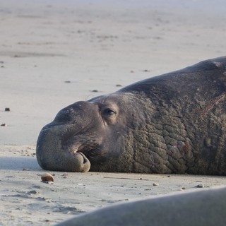 Resting Elephant Seal on Drakes Beach Shore