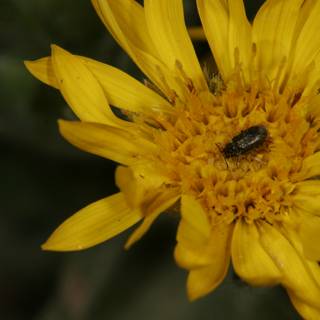 Bug on a Sunny Daisy