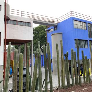 Blue Building and Cactus