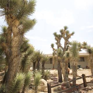 Joshua Trees in front of YV House