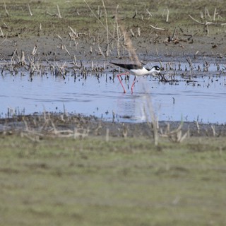 Black-necked Stilt Wading in Flooded Agricultural Field