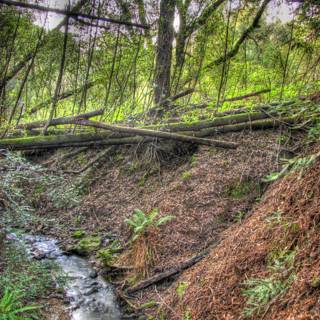 Serene Creek in a Verdant Forest
