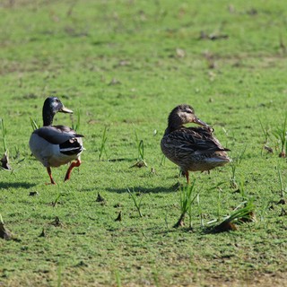 Mallard Duck Pair Walking Through Green Wetland Grass