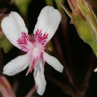 Geranium Blossoming