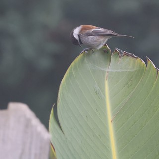 Chestnut-Backed Chickadee Perched on Banana Leaf