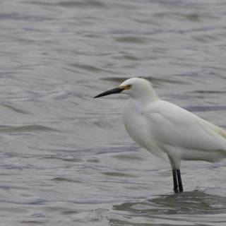 Graceful Presence in San Pablo Bay