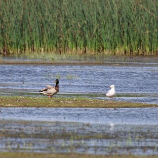 Duck and Gull Resting in Flooded Wetland Rice Field