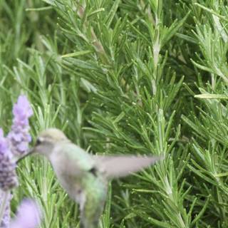 Dance Among the Herbs