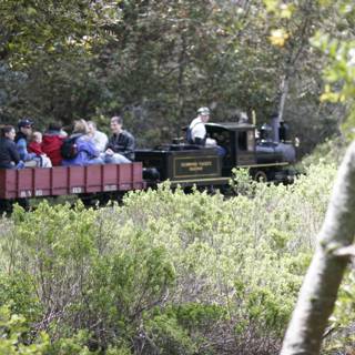 Train ride through the woodland