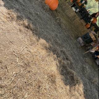 Harvest Hues of Autumn