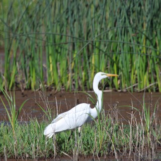 Great Egret Hunting in Wetland Rice Fields