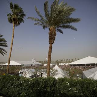 Palm Tree Paradise at Coachella