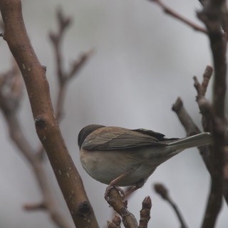 Dark-Eyed Junco Perched on Winter Branch
