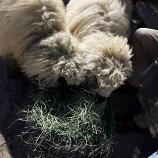 Woolly Companions at Carmel Valley Ranch