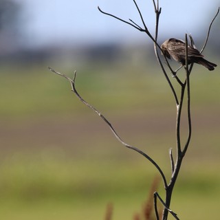 Solitary Sparrow Perched on Bare Branch at Dusk