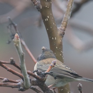 Dark-eyed Junco Perched on Winter Branch