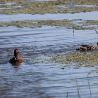Cinnamon Teal and Northern Shoveler in Wetland Habitat