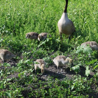Canada Goose Family Foraging in Wetland Meadow