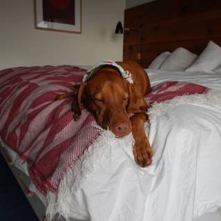 Cozy Canine Resting on Plush Bedding