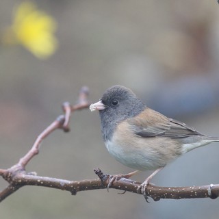 Dark-Eyed Junco Perched on Winter Branch