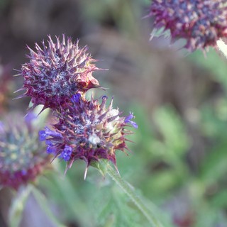 Purple Sage Blooms Along Mount Diablo Trails