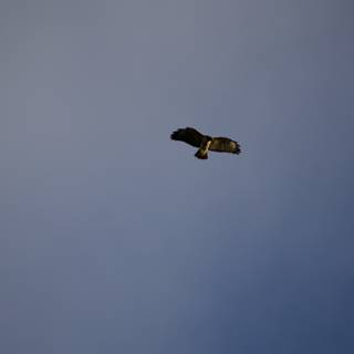 Majestic Flight of the Hawk at Lake Merced.