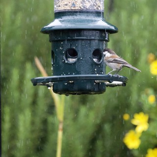 Small Bird at Feeder in the Rain