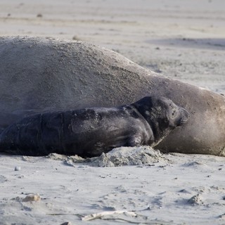 Elephant Seal Mother and Pup Resting on Beach