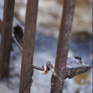 Rusty Fence with a Broken Lock