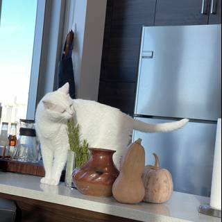 White Cat Posing on Kitchen Counter