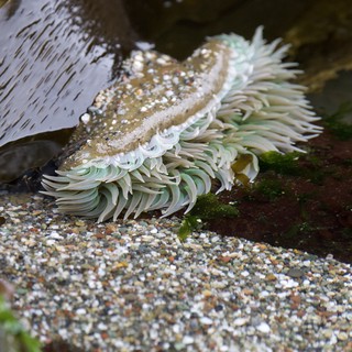 Sea Anemone Unfurled in Rocky Tidal Pool