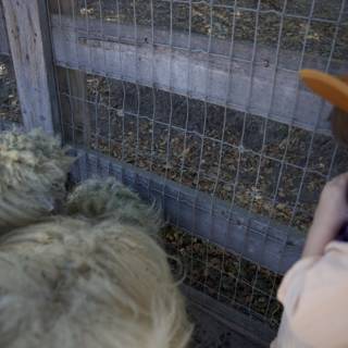 Curious Companions at Carmel Valley