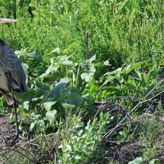 Great Blue Heron Standing Among Wetland Vegetation