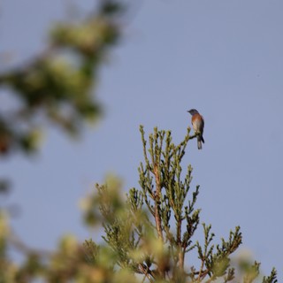 Western Bluebird Perched on Evergreen Branch at Dusk