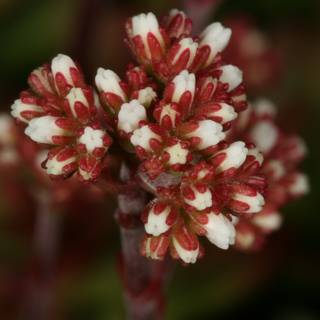 The Red and White Bloom