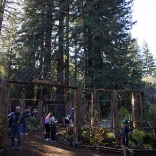 Enchanted Redwoods at Thistlewyck