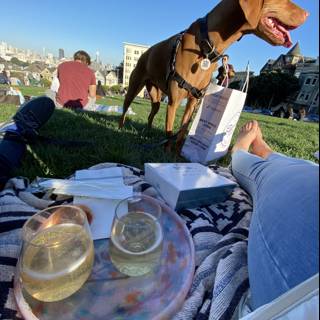 A Pooch's Picnic in the Park