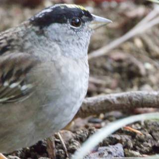 Curious Sparrow