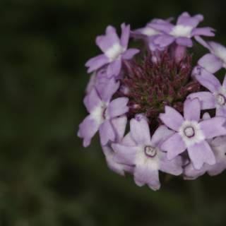 Purple Geranium Flower