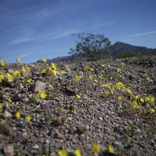 Sunny Blooms in the Barren Landscape