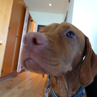 Close-up Portrait of Brown Dog Looking Up
