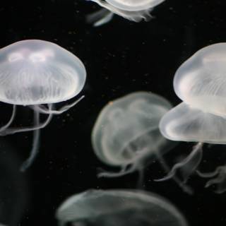 Abundant Jellyfish