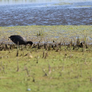 Solitary Crow Foraging in Flooded Wetland Marsh