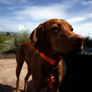 A Canine Companion at Bouchaine Vineyards & Winery