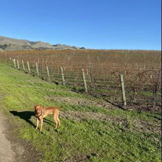 Canine Companion in the Vineyard