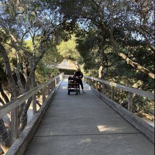 Stroll Through Carmel's Canopy