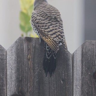 Juvenile Sharpie Perched on Weathered Garden Fence