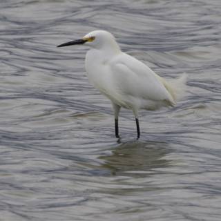 Graceful Presence in San Pablo Bay