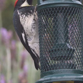 Acorn Woodpecker Feeding at Garden Bird Feeder