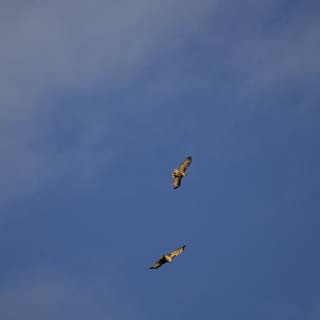 Sky Dancers: Duel of the Vultures